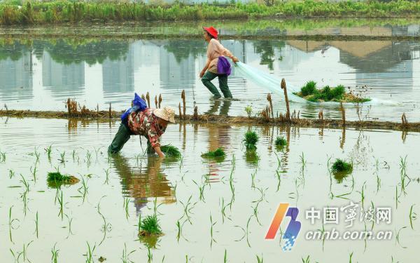 ข้าวในหูจะให้กับเกษตรกรที่ยุ่งกับการปลูก